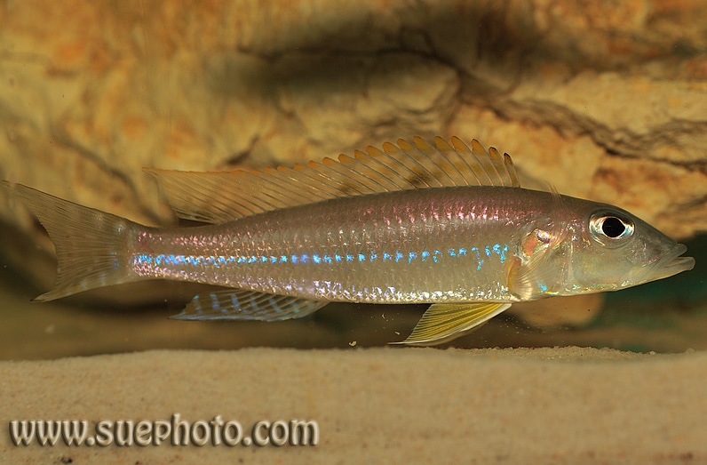 Reganochromis calliurus 'Chituta Bay'